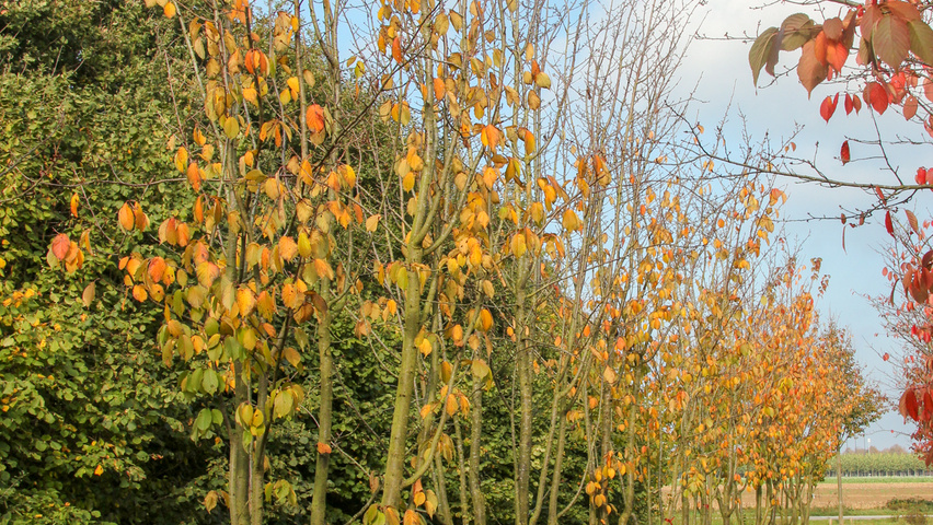 Prunus sargentii 'Rancho' wielopniowy parasolowaty