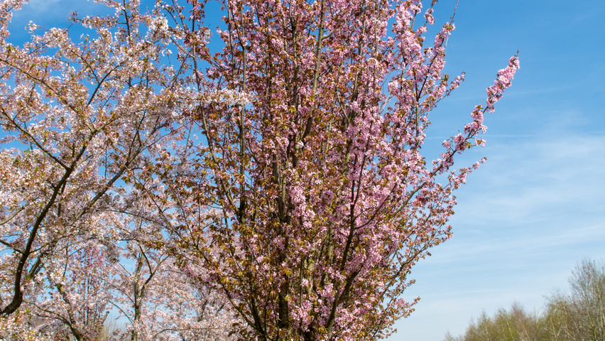 Prunus sargentii 'Rancho' wielopniowy parasolowaty