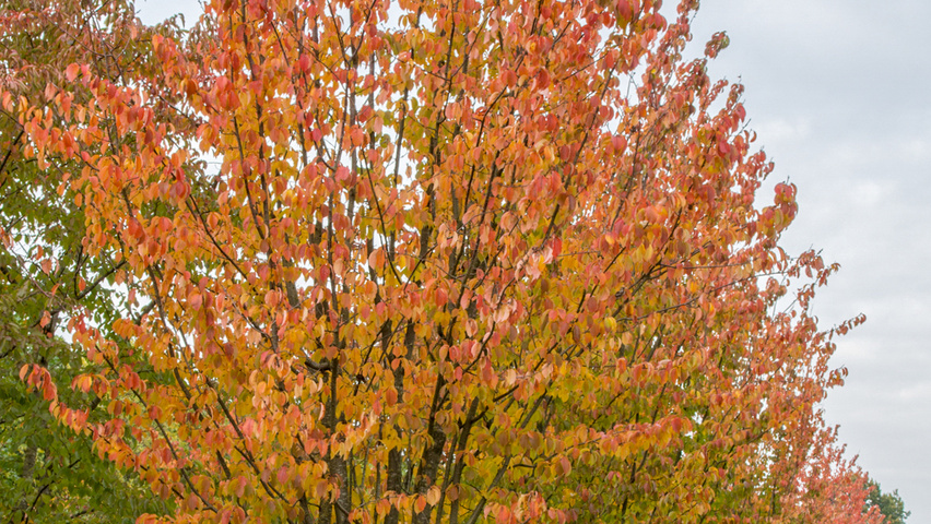 Prunus sargentii 'Rancho' wielopniowy parasolowaty