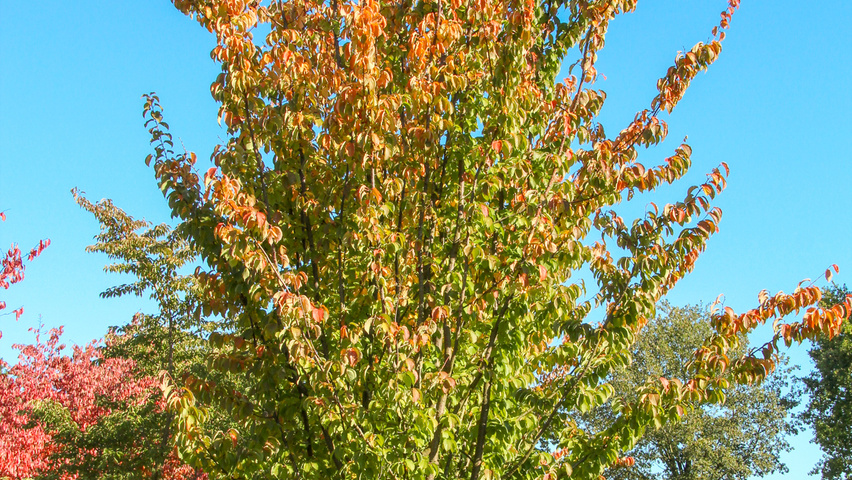 Prunus sargentii 'Rancho' wielopniowy parasolowaty