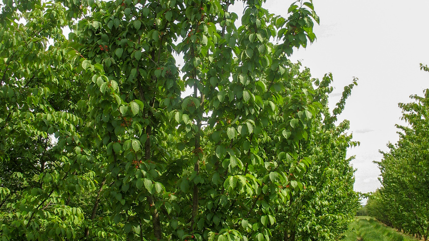 Prunus sargentii 'Rancho' wielopniowy parasolowaty