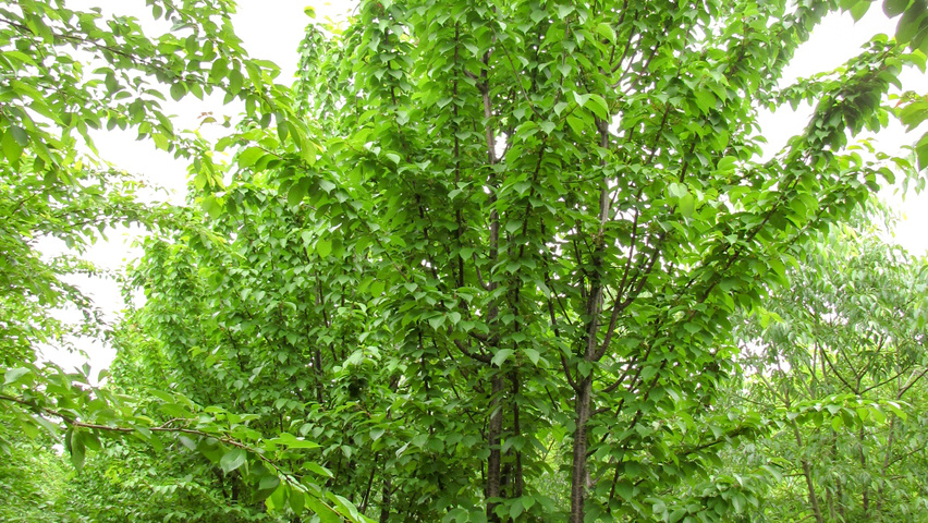 Prunus sargentii 'Rancho' wielopniowy parasolowaty