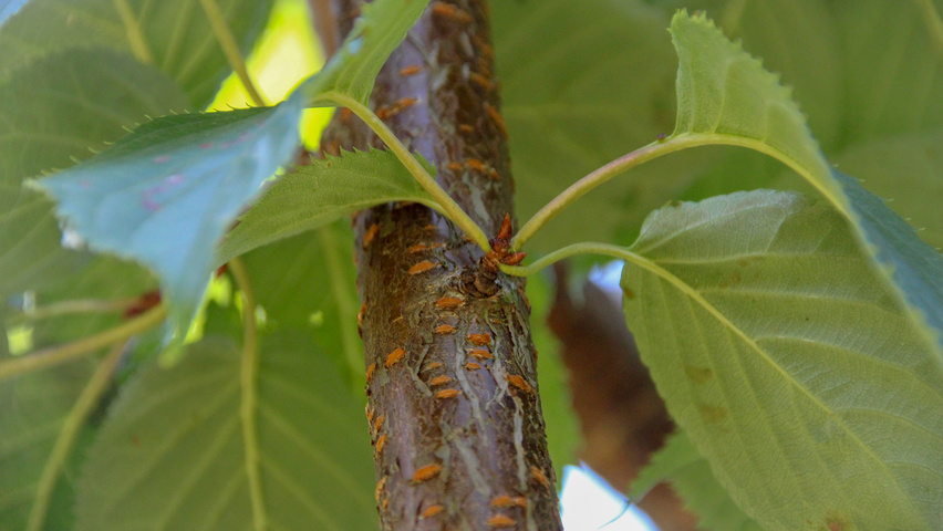 Prunus sargentii 'Rancho' pędy
