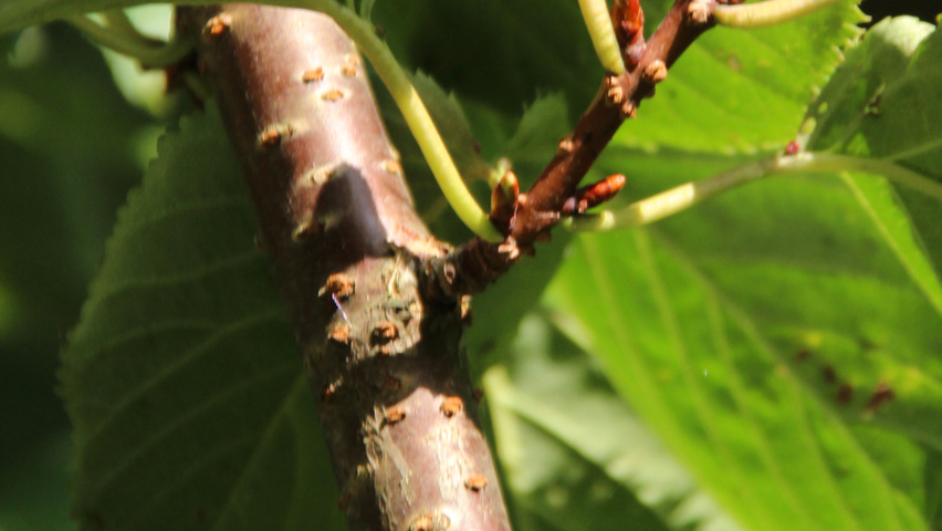 Prunus sargentii rameaux