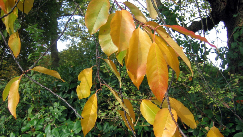 Prunus serotina herfstblad