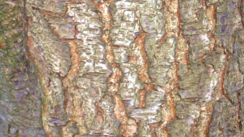 Prunus serotina bast