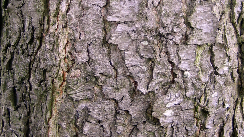 Prunus serotina bast