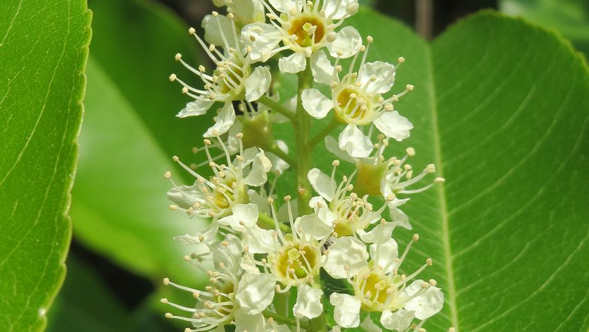 Prunus serotina bloem