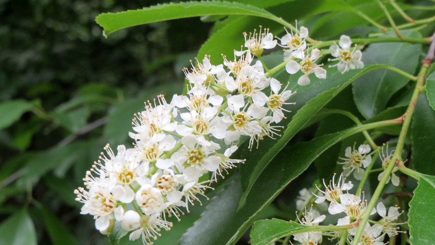 Prunus serotina bloem