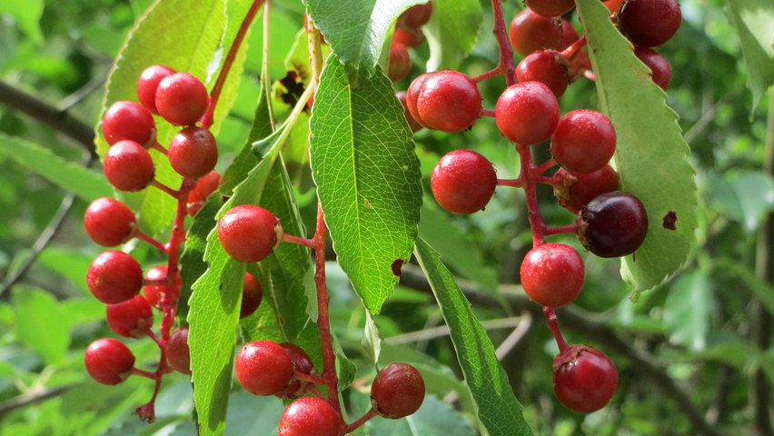 Prunus serotina vrucht