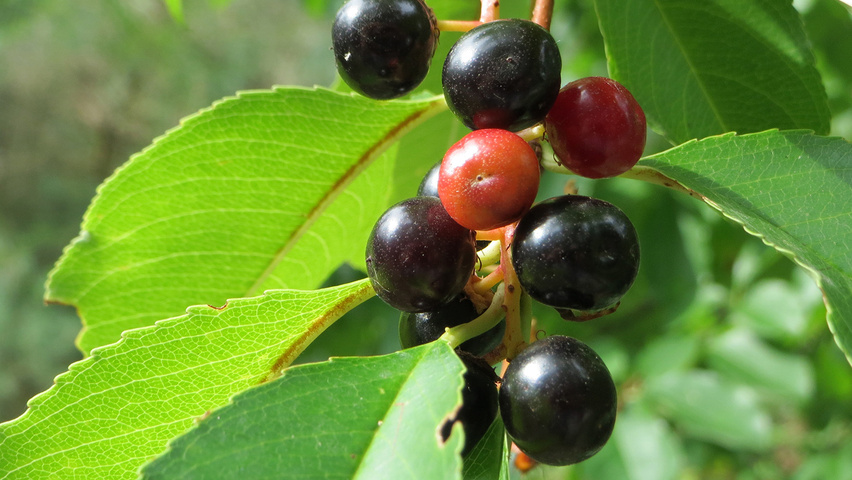 Prunus serotina vrucht