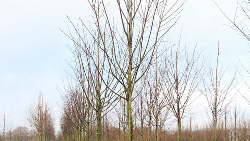 Prunus serotina hoogstam