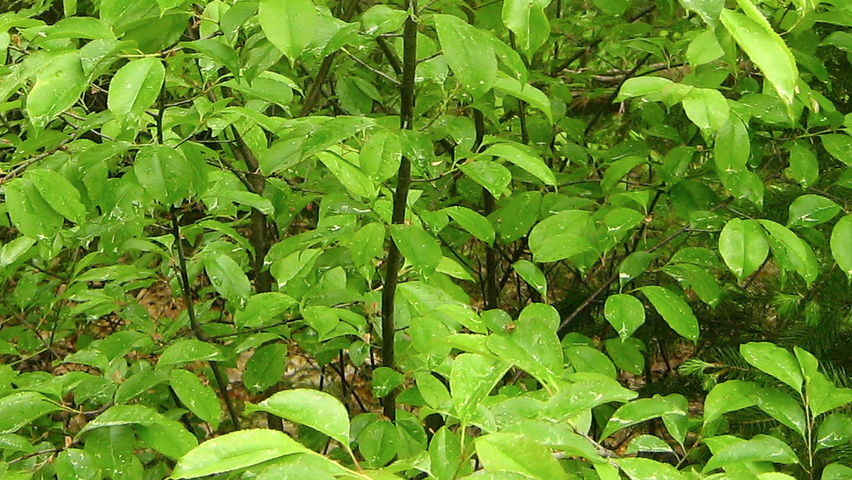 Prunus serotina blad