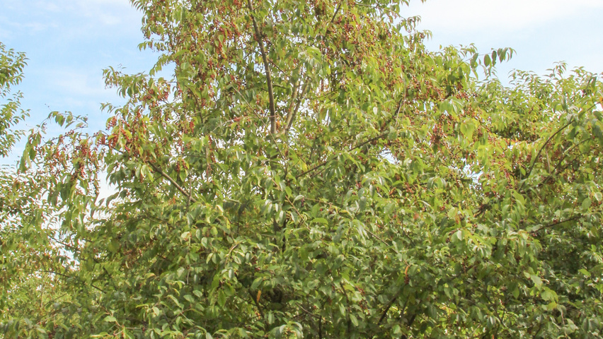 Prunus serotina meerstammig
