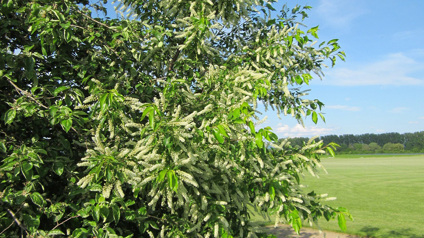 Prunus serotina solitair heesters