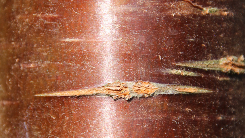 Prunus serrula tronc