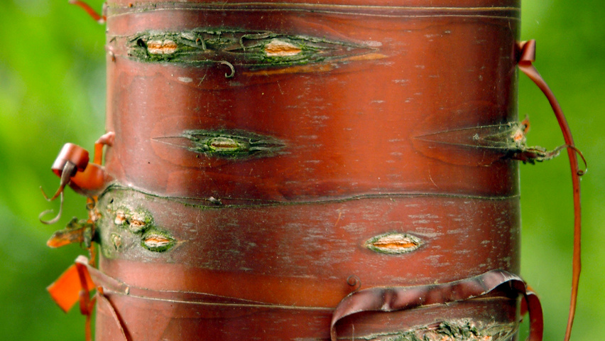 Prunus serrula tronc
