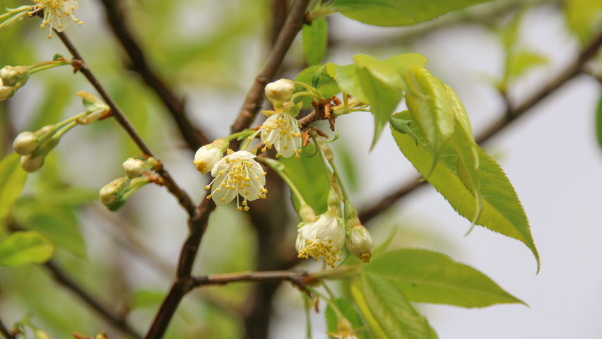 Prunus serrula fleurs