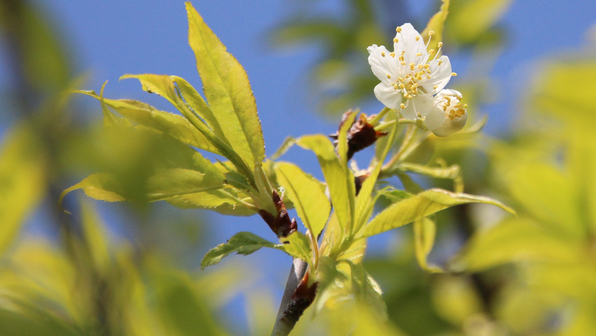 Prunus serrula fleurs