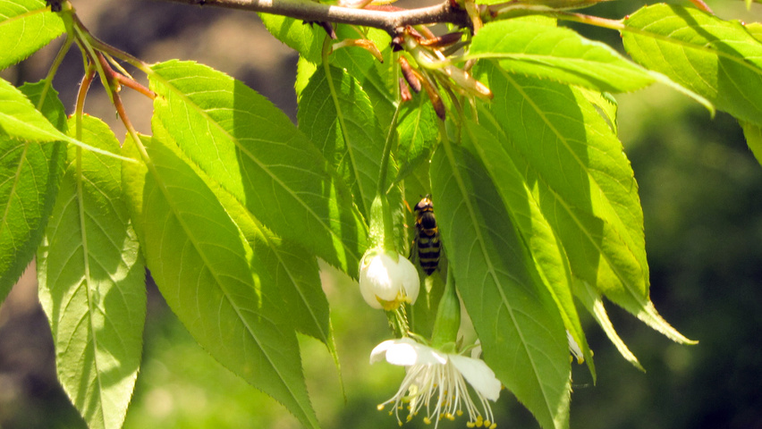Prunus serrula fleurs