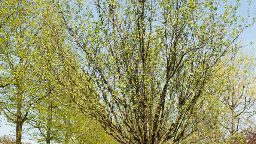 Prunus serrula haute tige