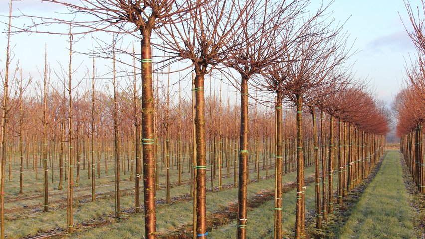 Prunus serrula haute tige