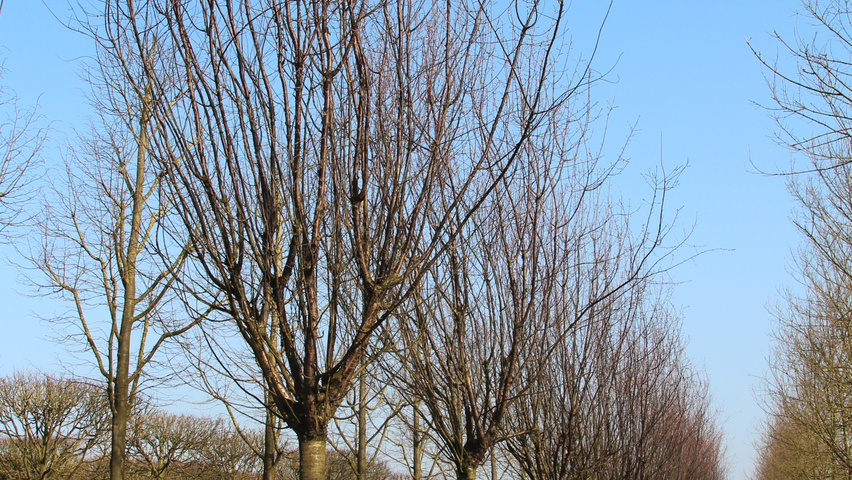 Prunus serrula haute tige
