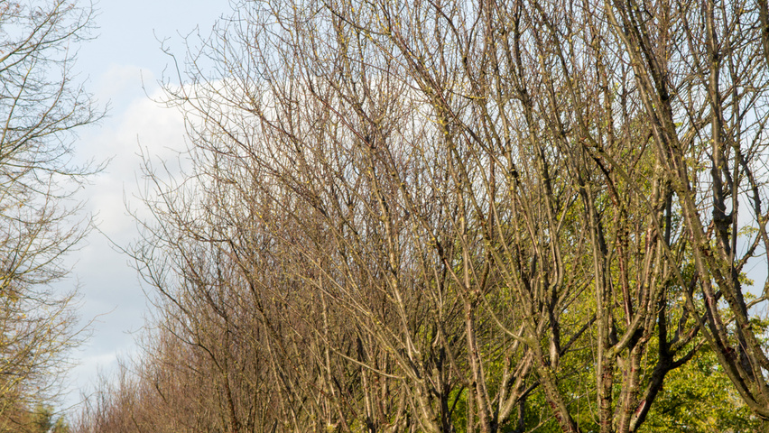 Prunus serrula haute tige