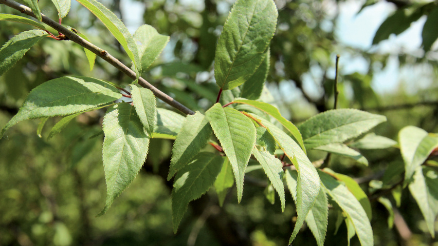 Prunus serrula Feuilles