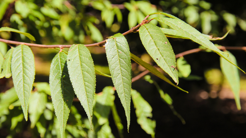 Prunus serrula Feuilles