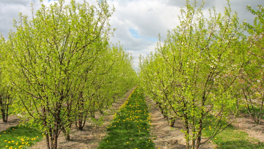 Prunus serrula multi-troncs