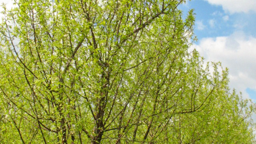Prunus serrula multi-troncs