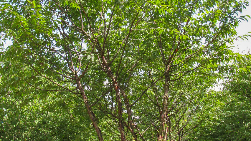 Prunus serrula multi-troncs forme parasol
