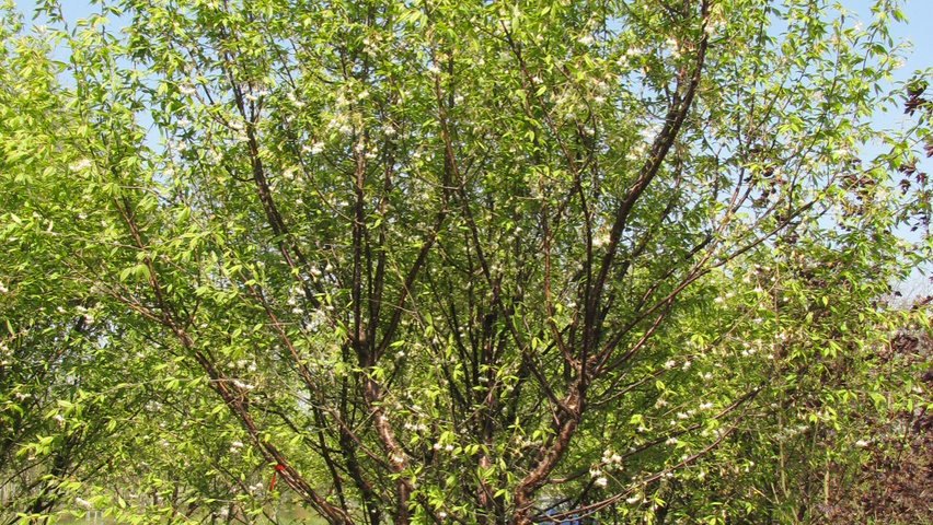 Prunus serrula multi-troncs forme parasol