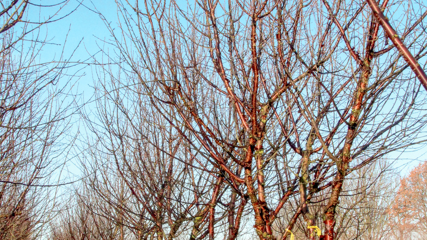Prunus serrula multi-troncs forme parasol