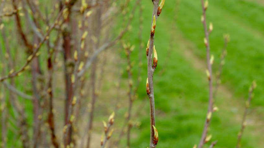 Prunus serrula rameaux