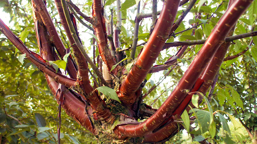 Prunus serrula rameaux
