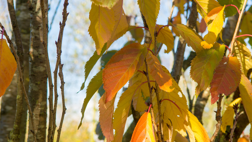 Prunus serrulata 'Amanogawa' herfstblad