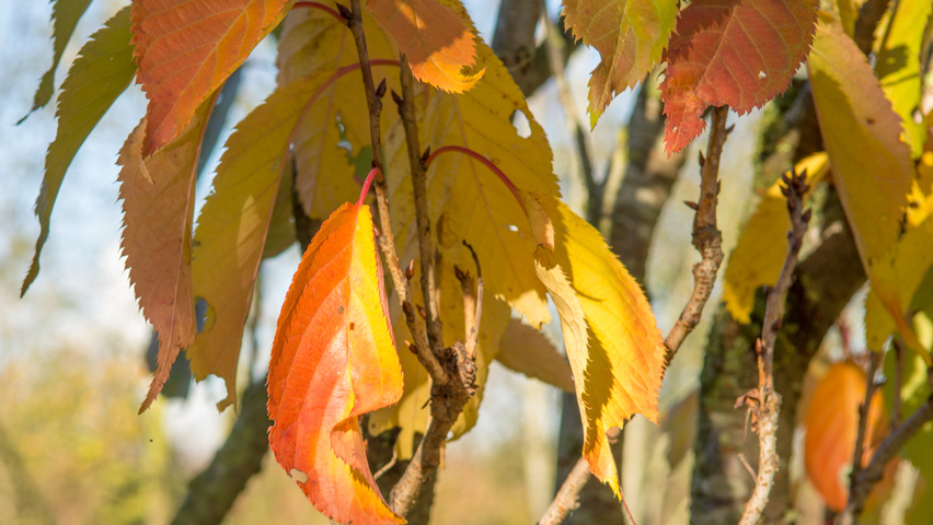 Prunus serrulata 'Amanogawa' herfstblad