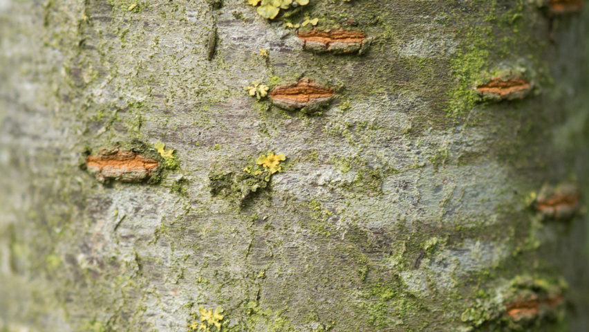 Prunus serrulata 'Amanogawa' bast