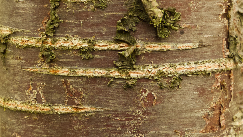 Prunus serrulata 'Amanogawa' bast