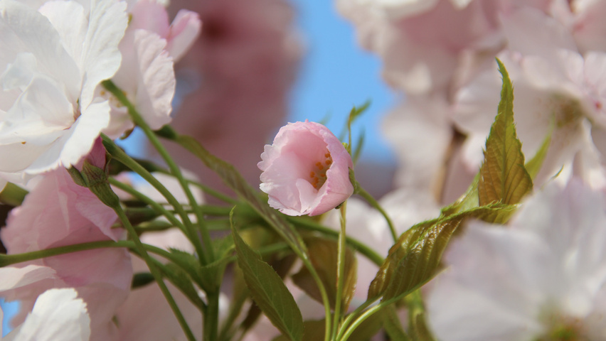 Prunus serrulata 'Amanogawa' bloem