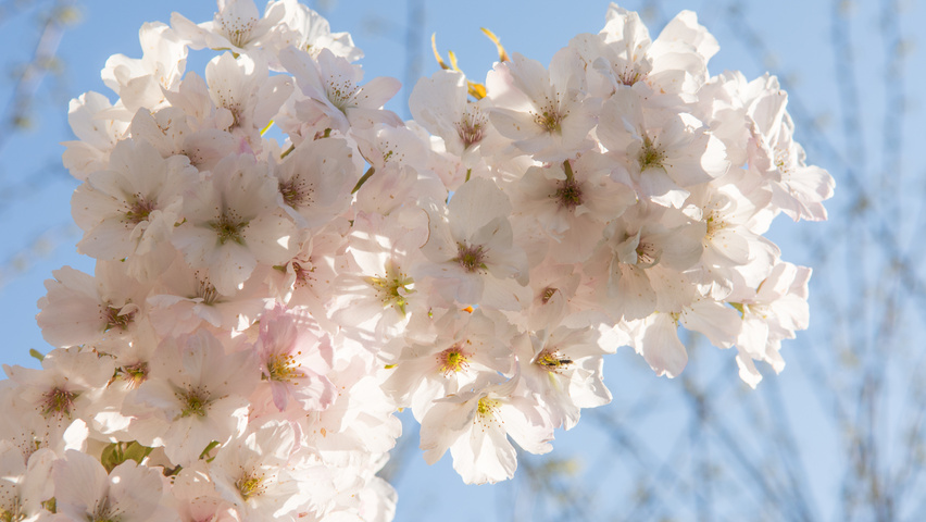 Prunus serrulata 'Amanogawa' bloem