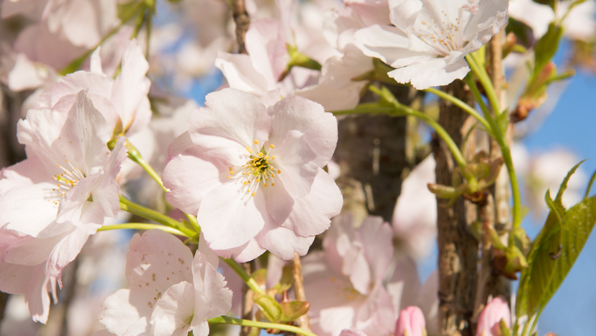 Prunus serrulata 'Amanogawa' bloem