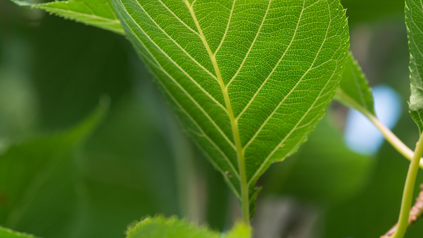 Prunus serrulata 'Amanogawa' blad