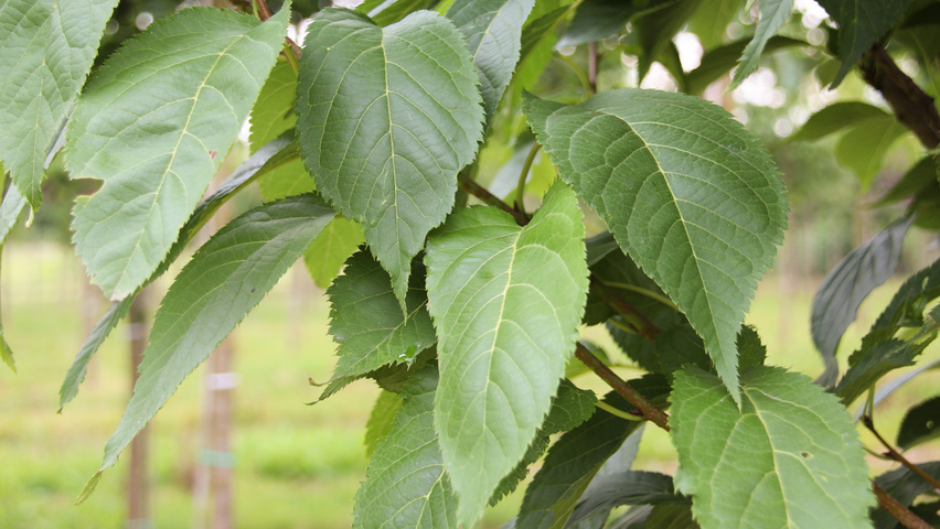 Prunus serrulata 'Amanogawa' blad