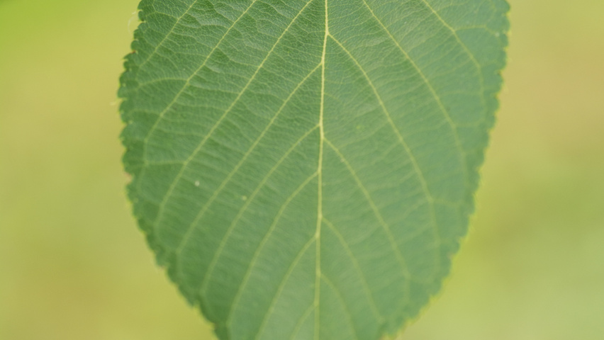 Prunus serrulata 'Amanogawa' blad