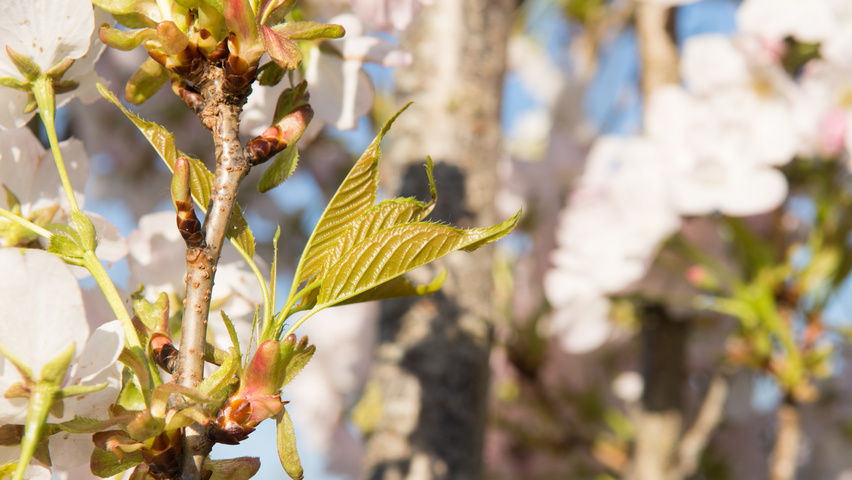 Prunus serrulata 'Amanogawa' blad