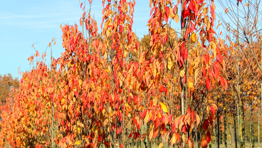Prunus serrulata 'Amanogawa' meerstammig