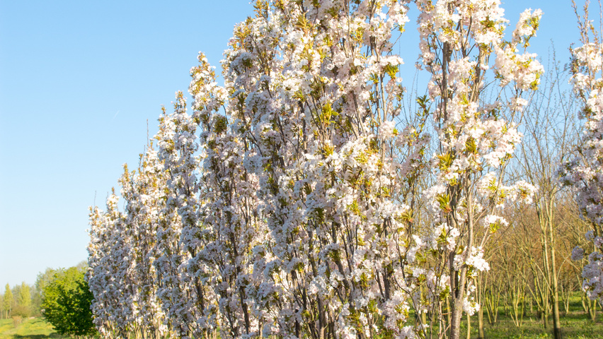 Prunus serrulata 'Amanogawa' meerstammig